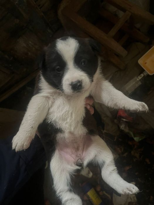 Отдам щенков в добрые руки( все девочки)