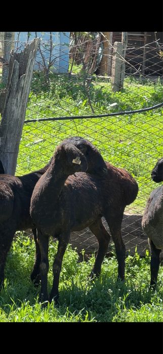 Кошкарлар сатылады