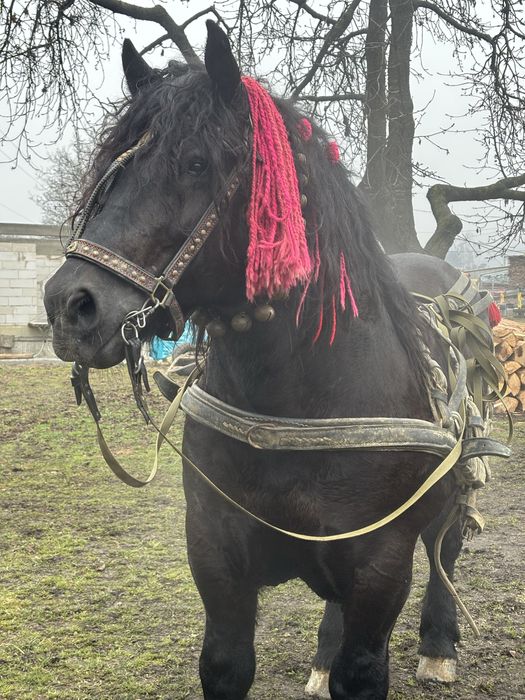 Vand Armasar de 6 Ani