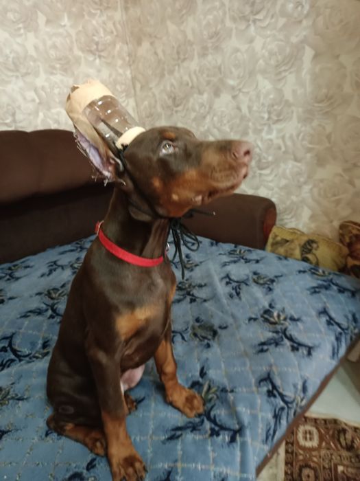 Продажа щенков добермана