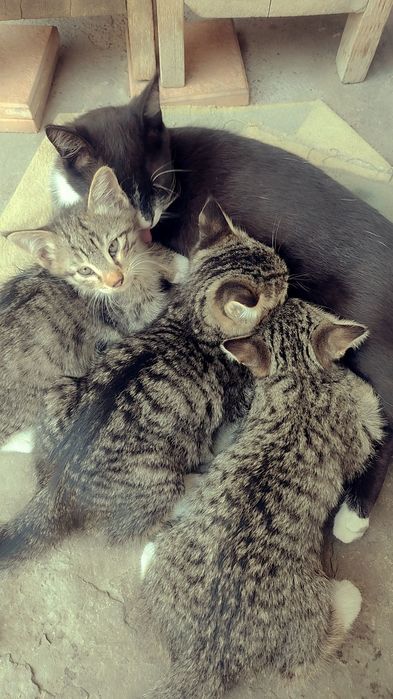 Мушук болалари сотилади