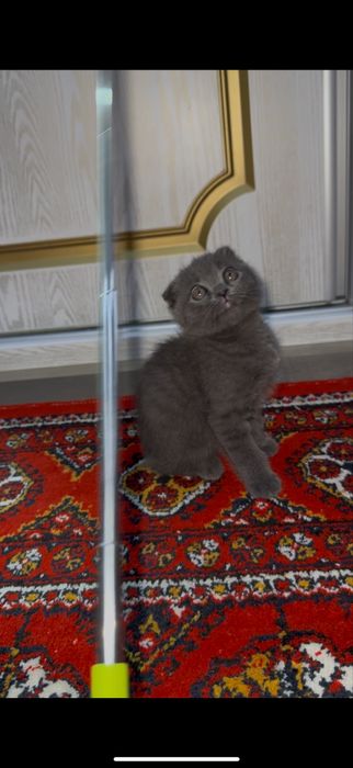 Британски Скотиш фолд Мушугимиз 8 ойлик Кизча