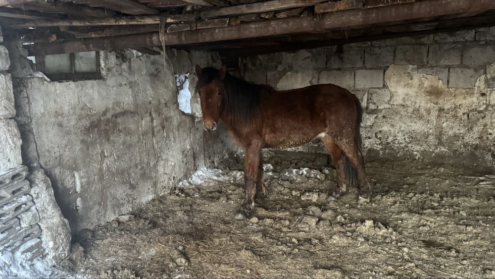 Тай на соғым с откорма