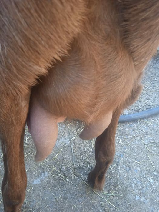 Продам доиную козу был один окот.