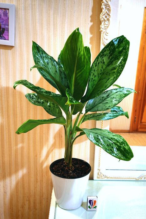 Аглаонема Green Light