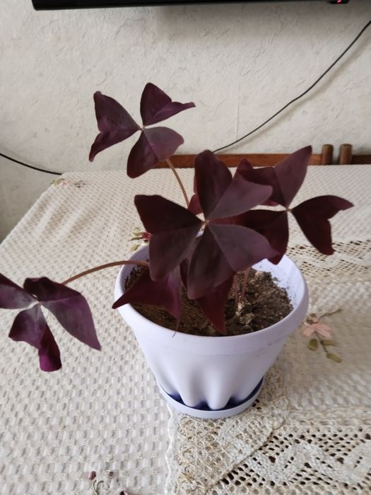 Кислица оксалис бабочка