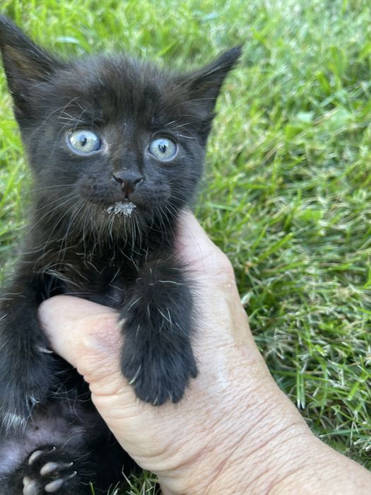 Котенок мальчик ищет дом