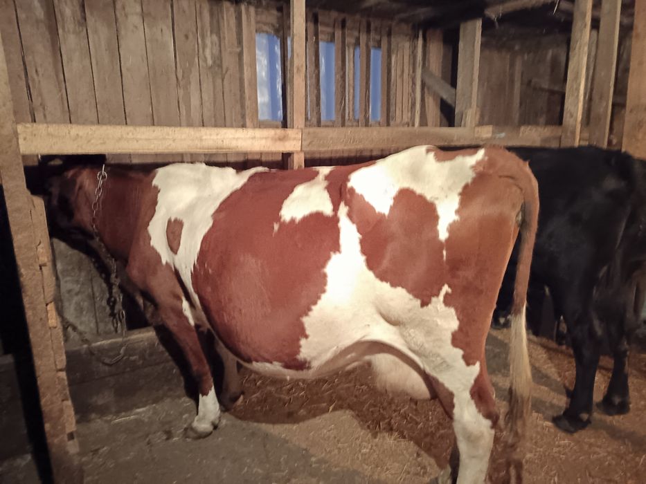 Продам коров стельные