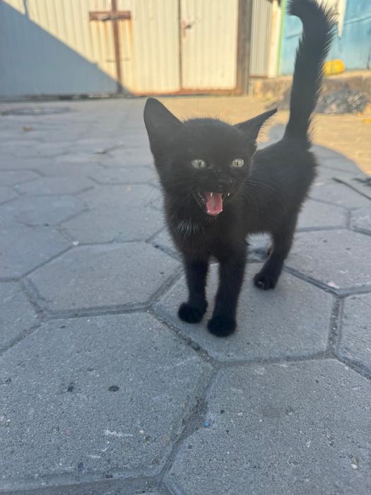 Отдам котенка, бесплатно
