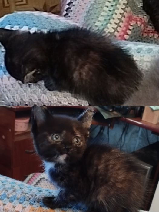 Отдам котёнка, девочка