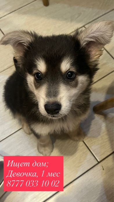 Щенок девочка, помесь