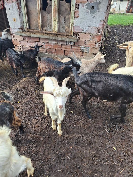 Миналогодишни мъжки пърчове