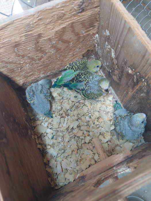 . неразлучники .волнистые .кореллы