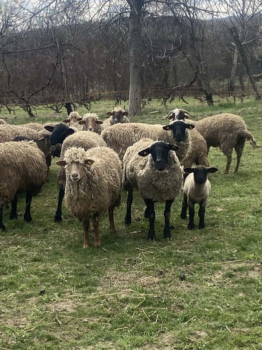 Vând 2 oi și un miel suffolk