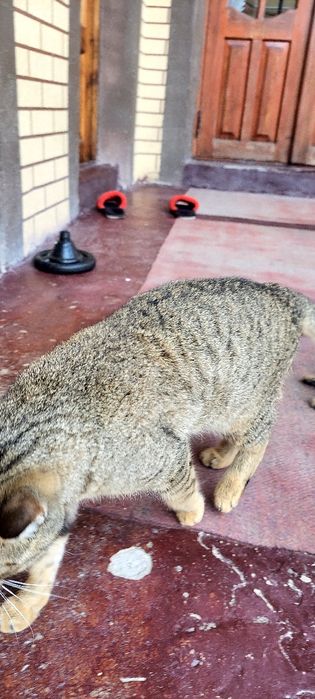 Kichik model porno tomosha