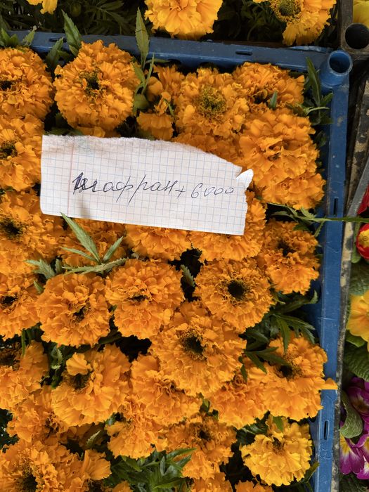 Жуда чиройли гуллар ҳовли ва тувак гуллар оптим  ва доннага ҳам бор ке