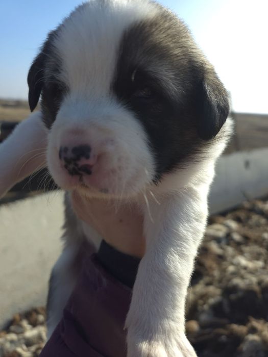 Zotdor cho'pon itlar