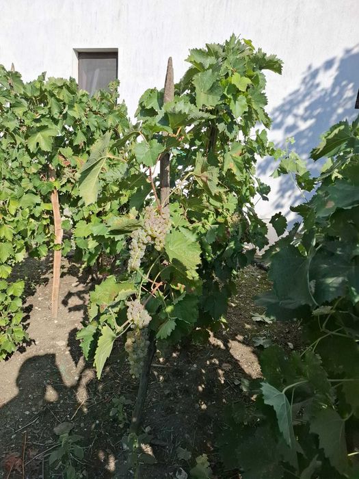Struguri pentru vin
