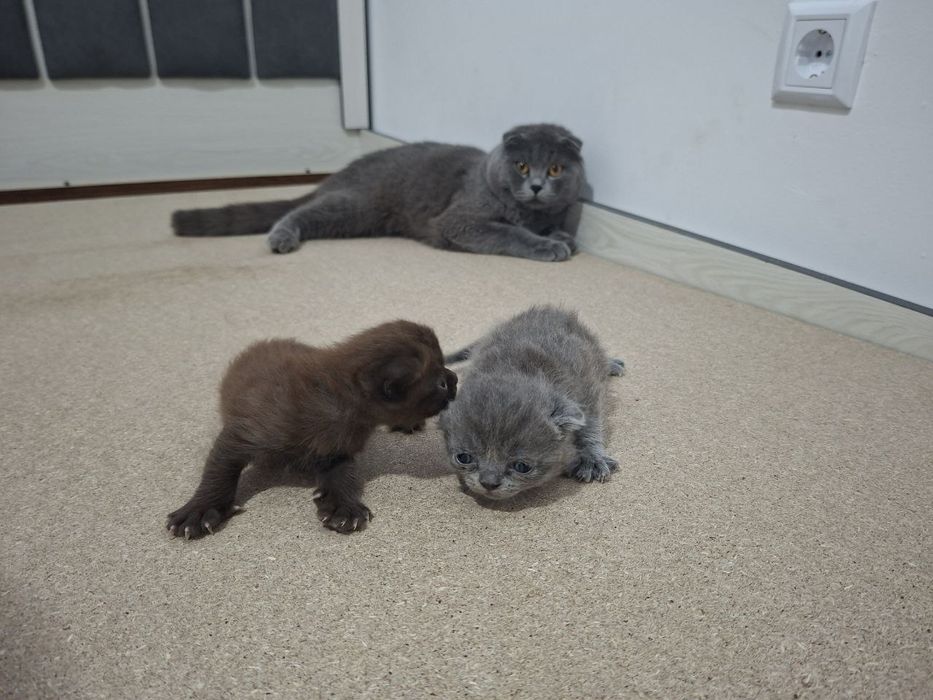Срочно Продаётся  коты  скотиш