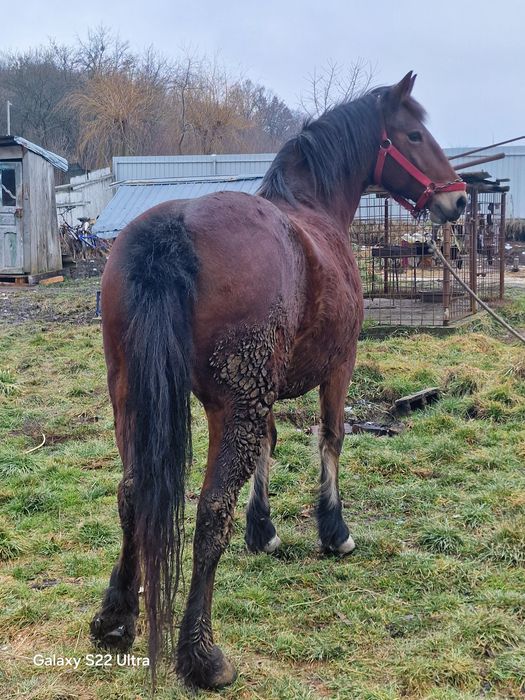 Iapa bună de vanzare