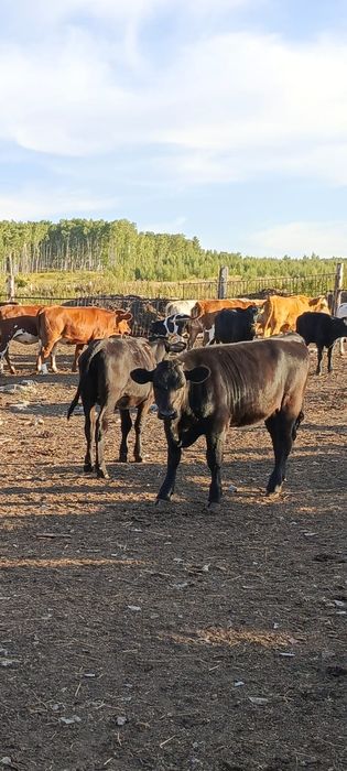 Продам телят подсостых