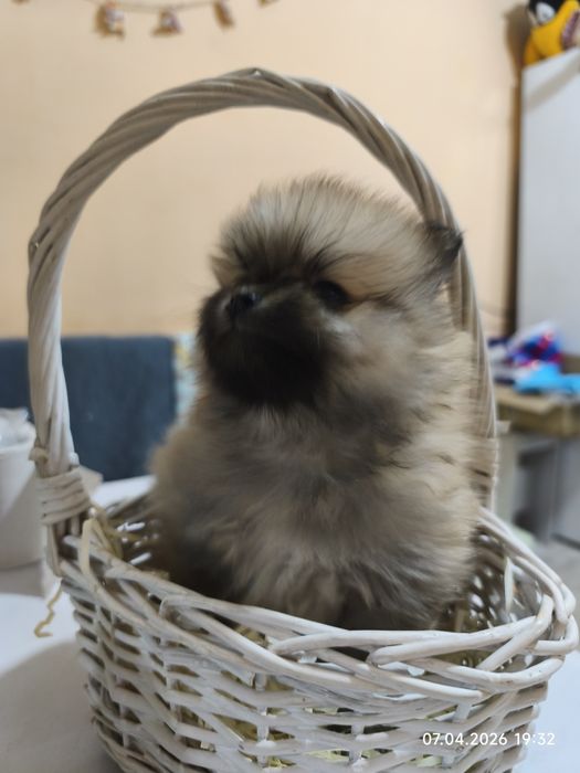 Продам щенков малого шпица