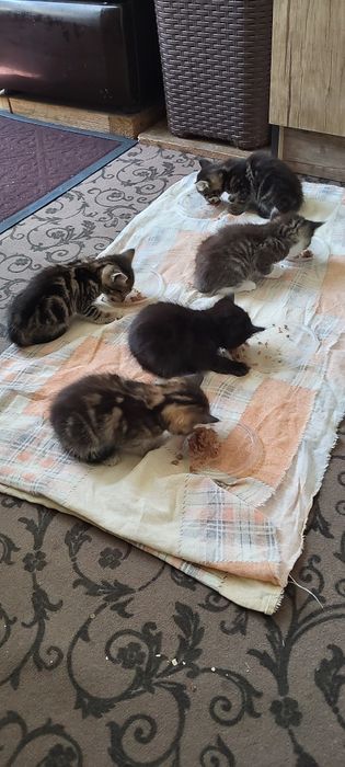 Отдам котят в хорошие руки