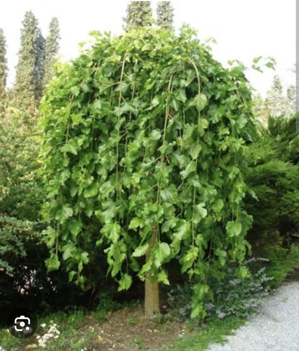 Декоративные тутовники от первых рук тутовник зонтик для ландшафтов