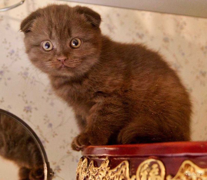 Продам Шотландских котят