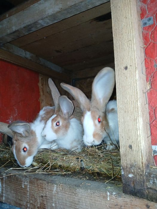 Iepuri Hycole francez