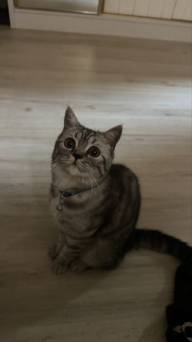 Британский Шиншила