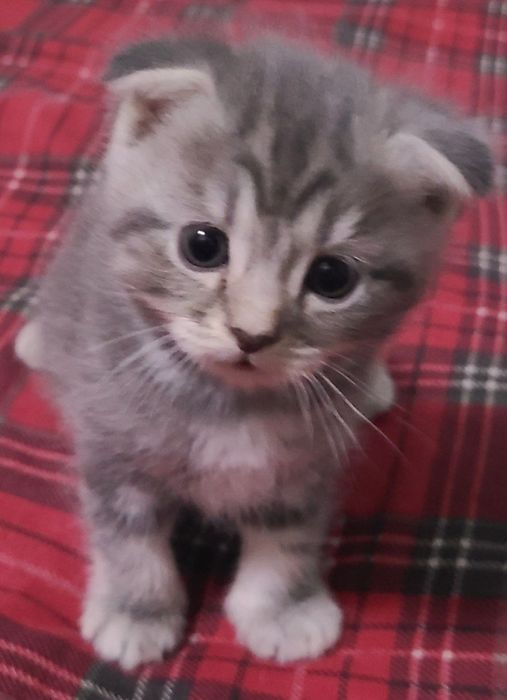 Продаются породистые  кошки окрас  серый британские