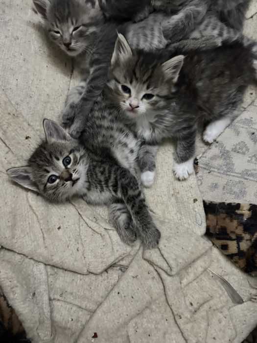 Отдам котят в добрые руки