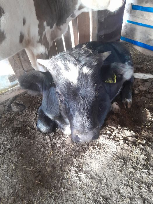 Vând 2 tăurași de rasă