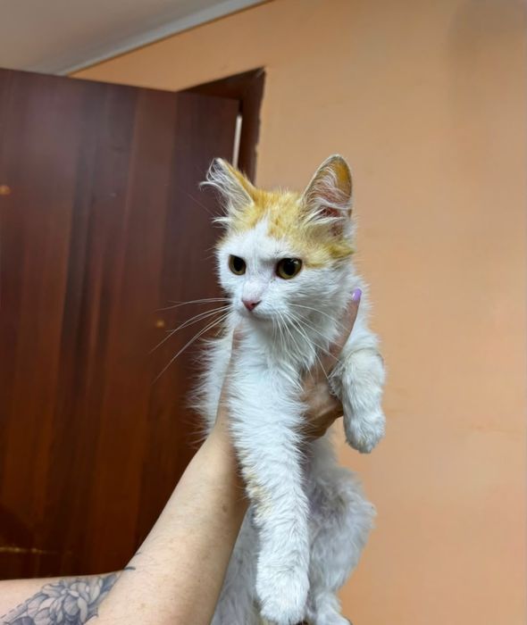 Пристраивается котёнок