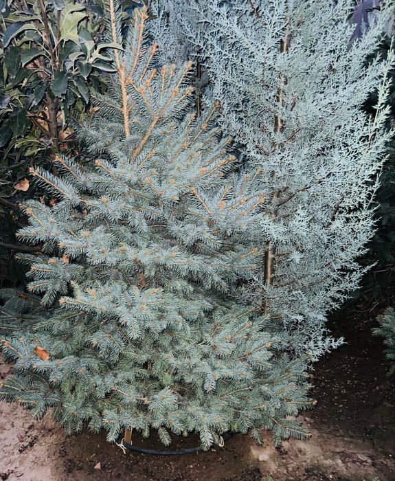 Кипарис Аризонка ва Еллар  сотувда бор