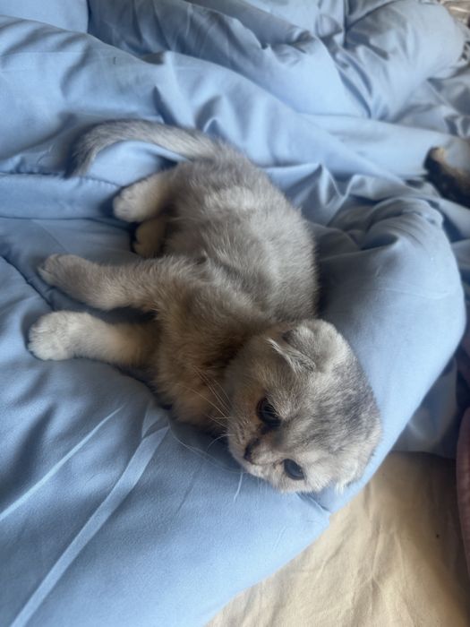 Шотландски котета