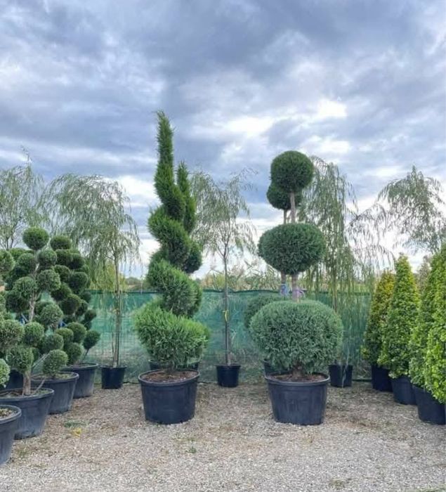 Pepeniera plante ornamentale