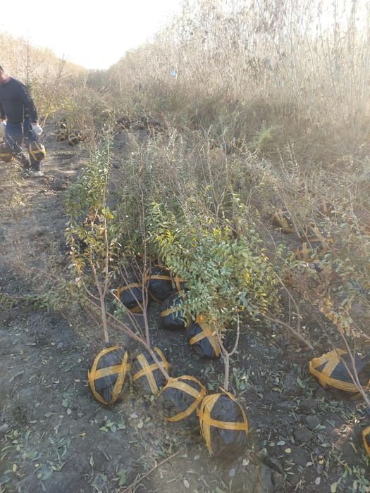 Индейский сирен сирейский сирен ва роза мини роза кучатлари
