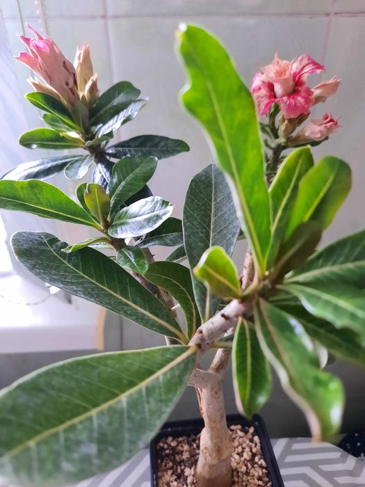 Продам адениум, привитый, сорт Венеция