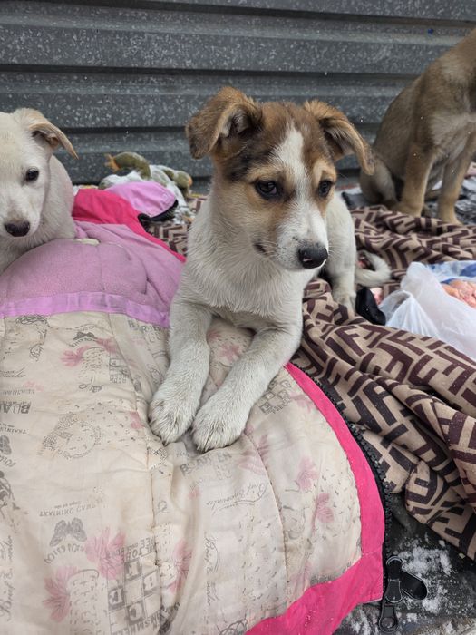 Шикарная девочка 1.5  месяца