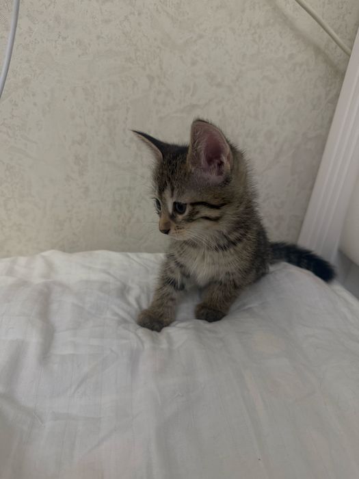 Отдам котят в добрые руки!