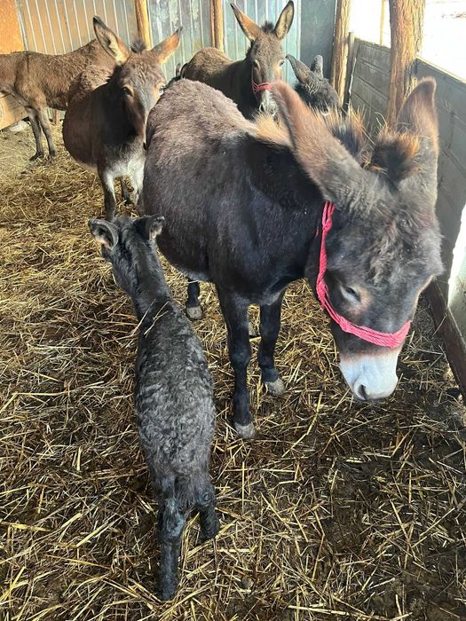 Vand magarite cu lapte