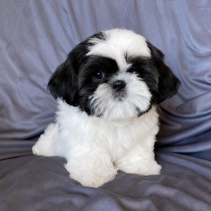 Shih tzu mini toy