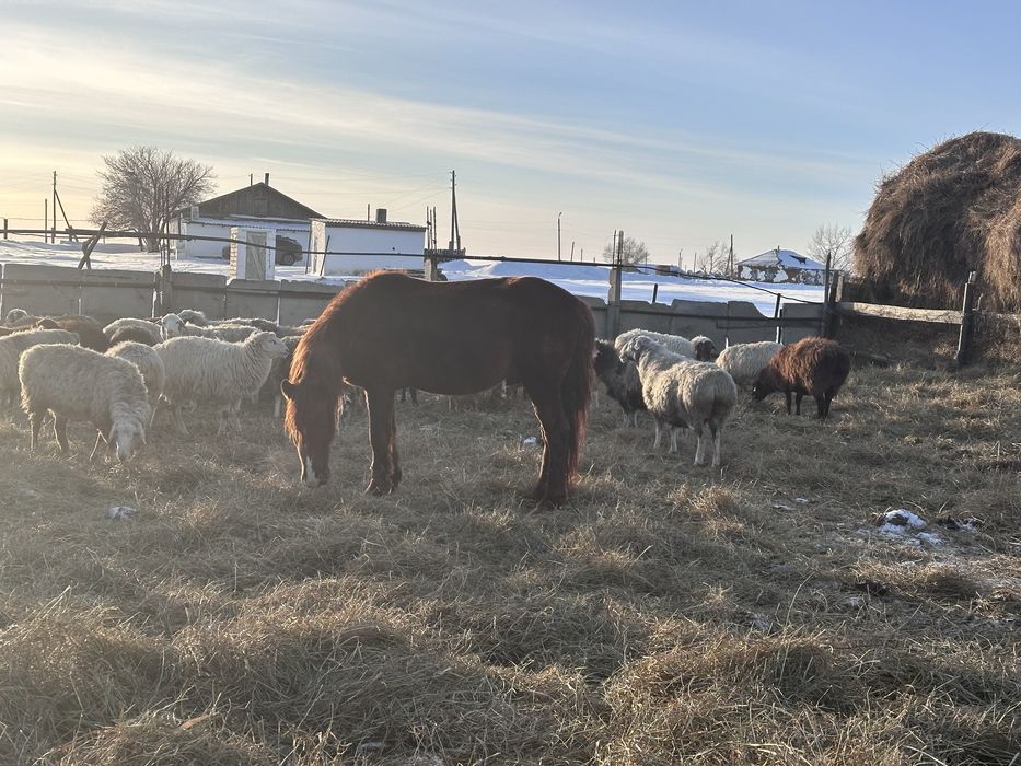 Айғыр сатылады қазақи парода