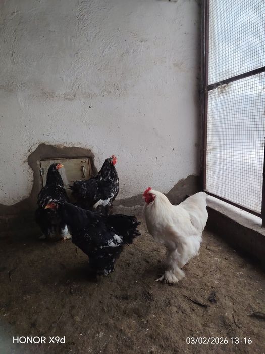 Продам Кохинхины.