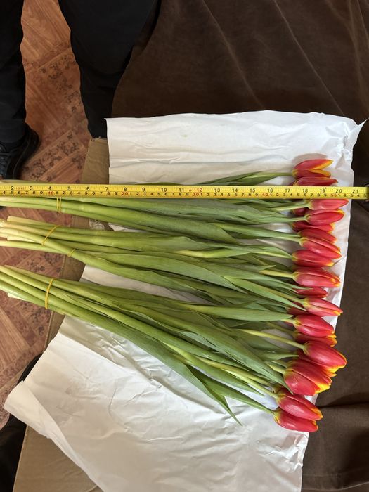 Тюльпаны оптом костанай