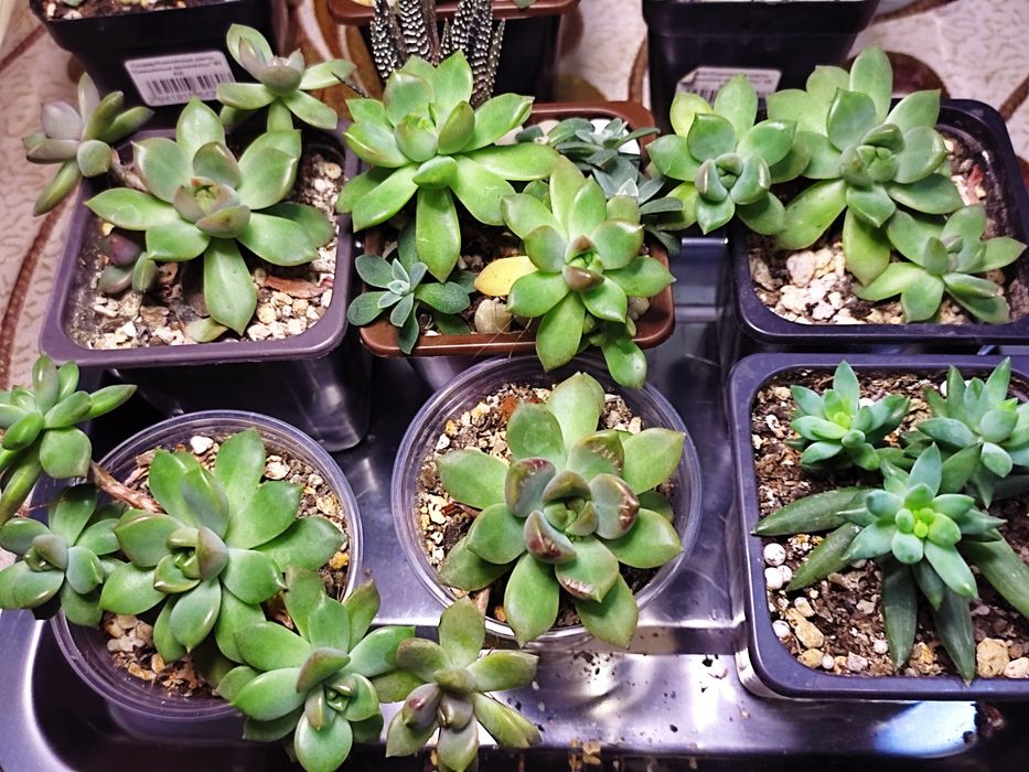 Мини садики из суккулентов