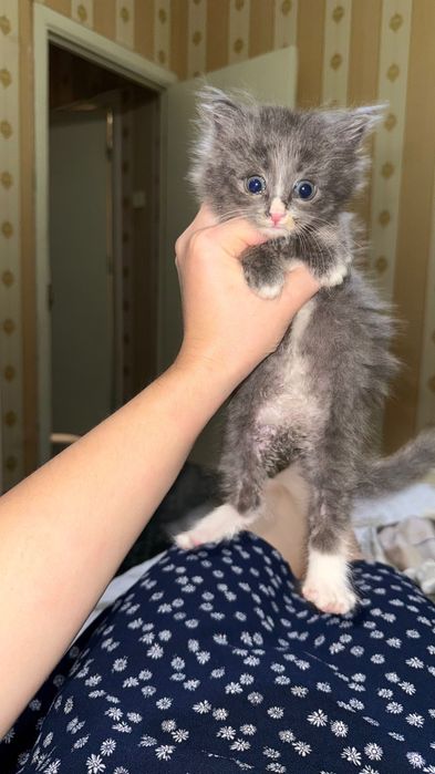 Котенок, только в добрые руки
