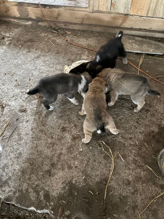 Отдам в добрые руки